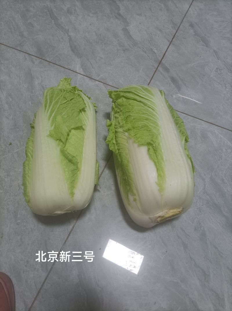 河北廊坊永清，种植户直销津绿60白菜及北京三号白菜