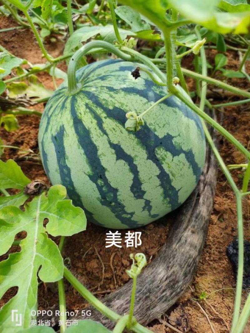 甜美都西瓜种子早熟糖度高含糖14度以上瓤红皮薄基地专用