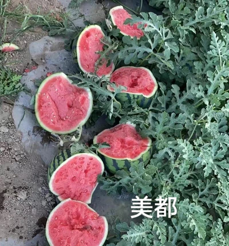 甜美都西瓜种子早熟糖度高含糖14度以上瓤红皮薄基地专用