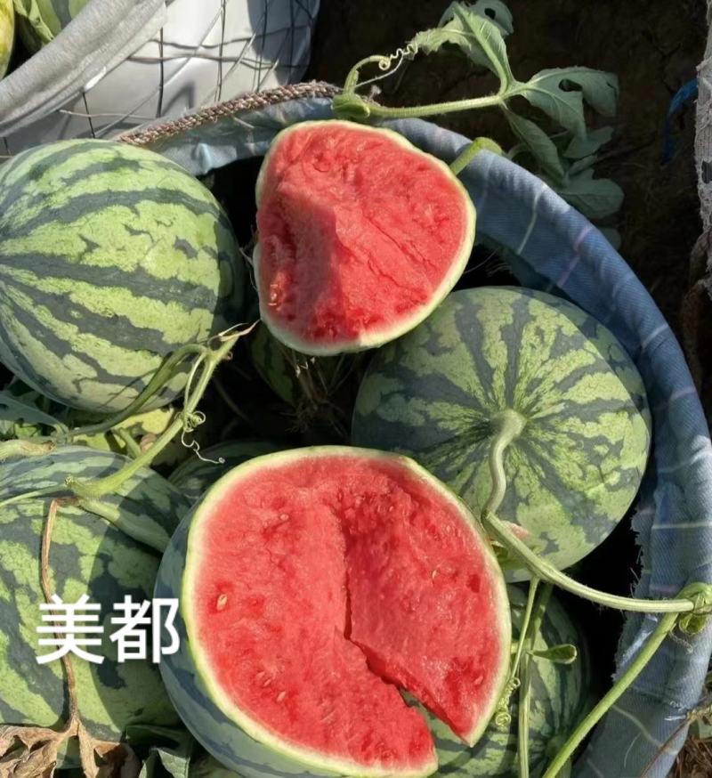 甜美都西瓜种子早熟糖度高含糖14度以上瓤红皮薄基地专用