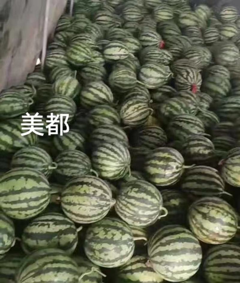 甜美都西瓜种子早熟糖度高含糖14度以上瓤红皮薄基地专用