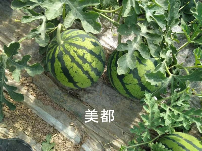 甜美都西瓜种子早熟糖度高含糖14度以上瓤红皮薄基地专用