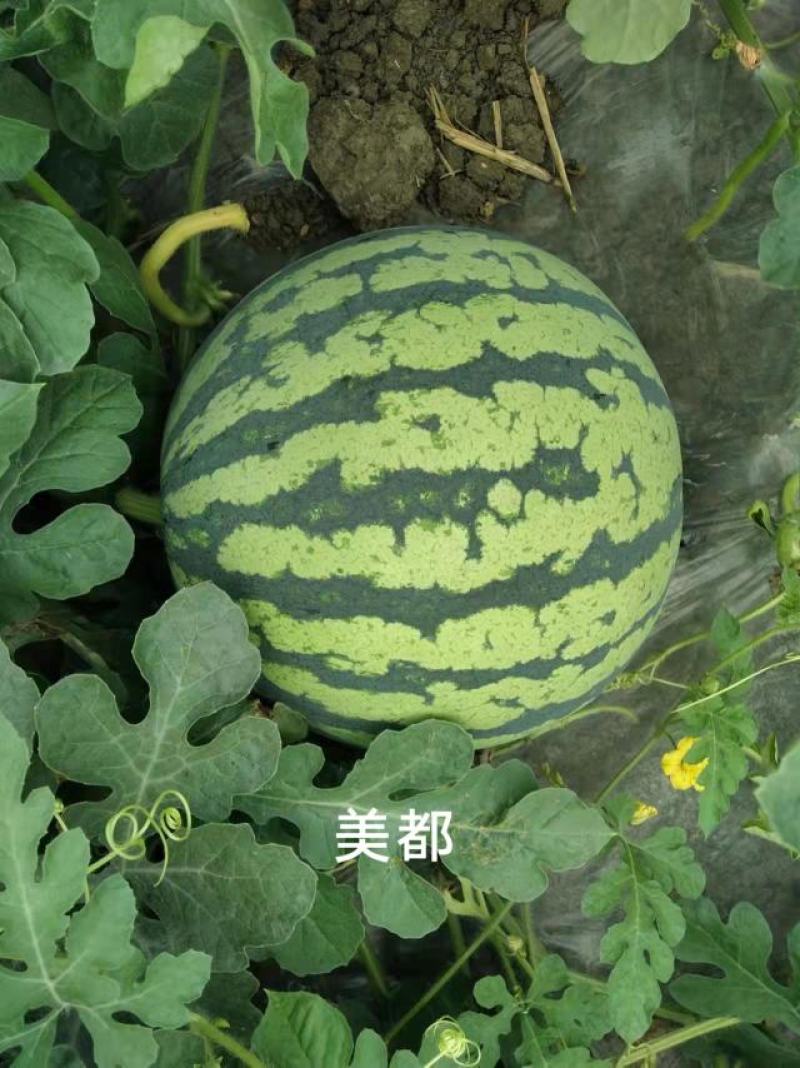 甜美都西瓜种子早熟糖度高含糖14度以上瓤红皮薄基地专用