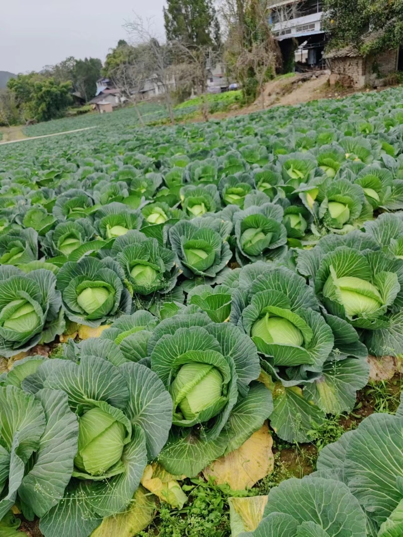 丰圆913.基地种植.600亩。