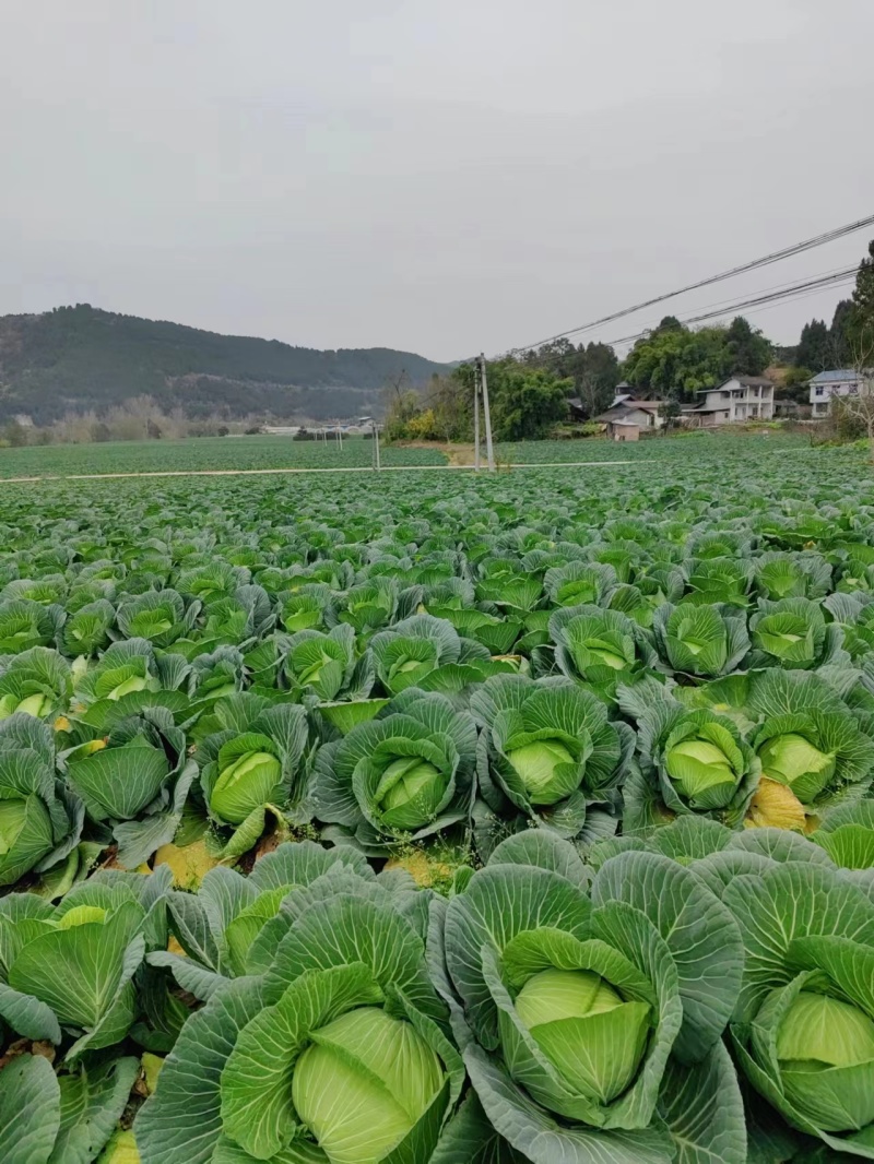 丰圆913.基地种植.600亩。