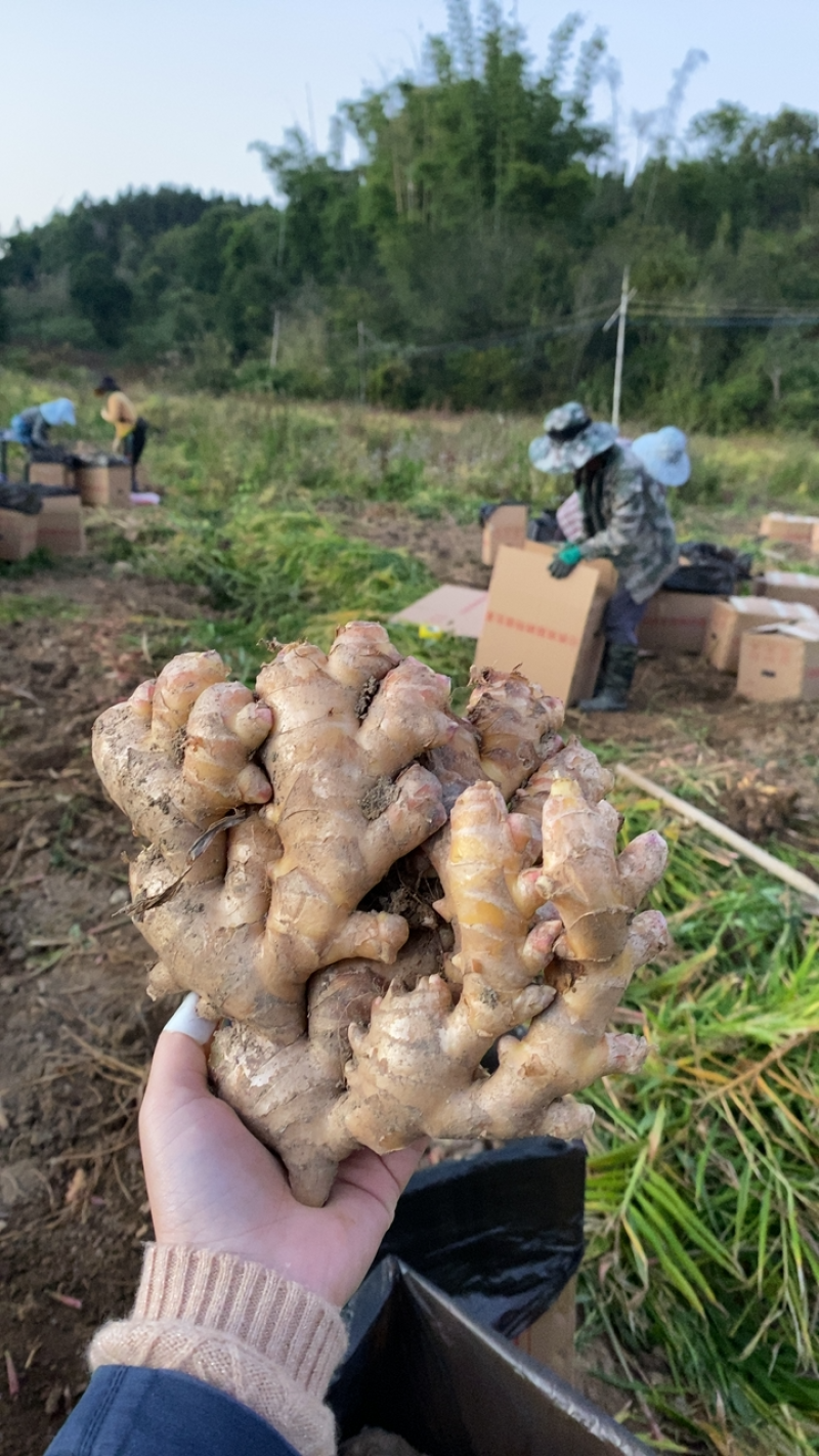 云南西双版纳勐海生姜大黄姜湖南二号姜市场姜