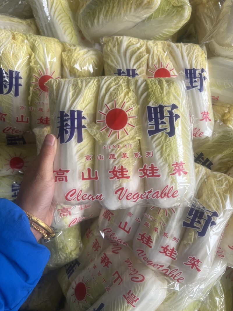 【推荐】河北精品娃娃菜产地供应质量保证欢迎来电咨询