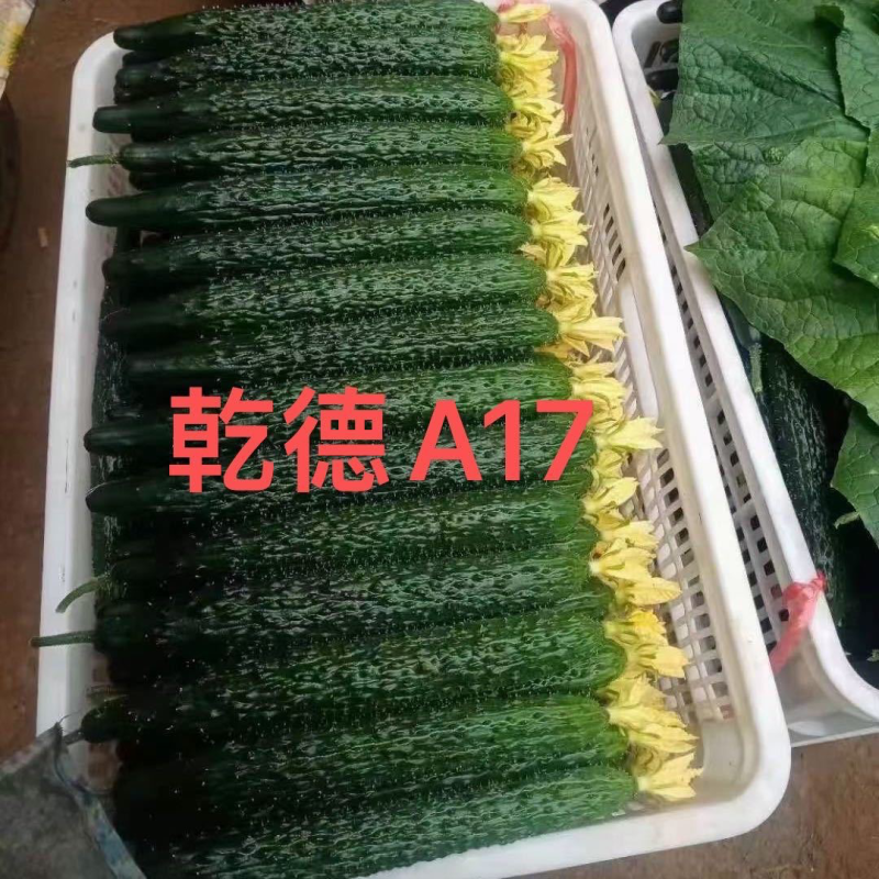 【热销包邮】乾德A17强雌油亮短巴密刺抗病高产种子芽率齐