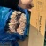 猪副产品熟猪肚冷冻食品猪肚猪付产品国产纯干货质优价廉去油