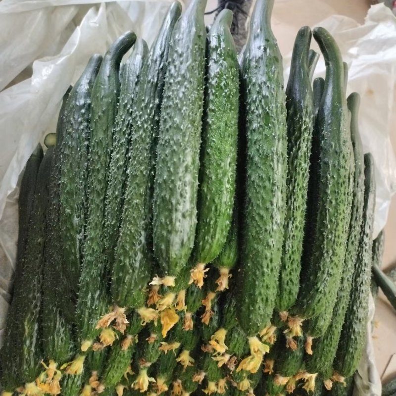 大荔黄瓜