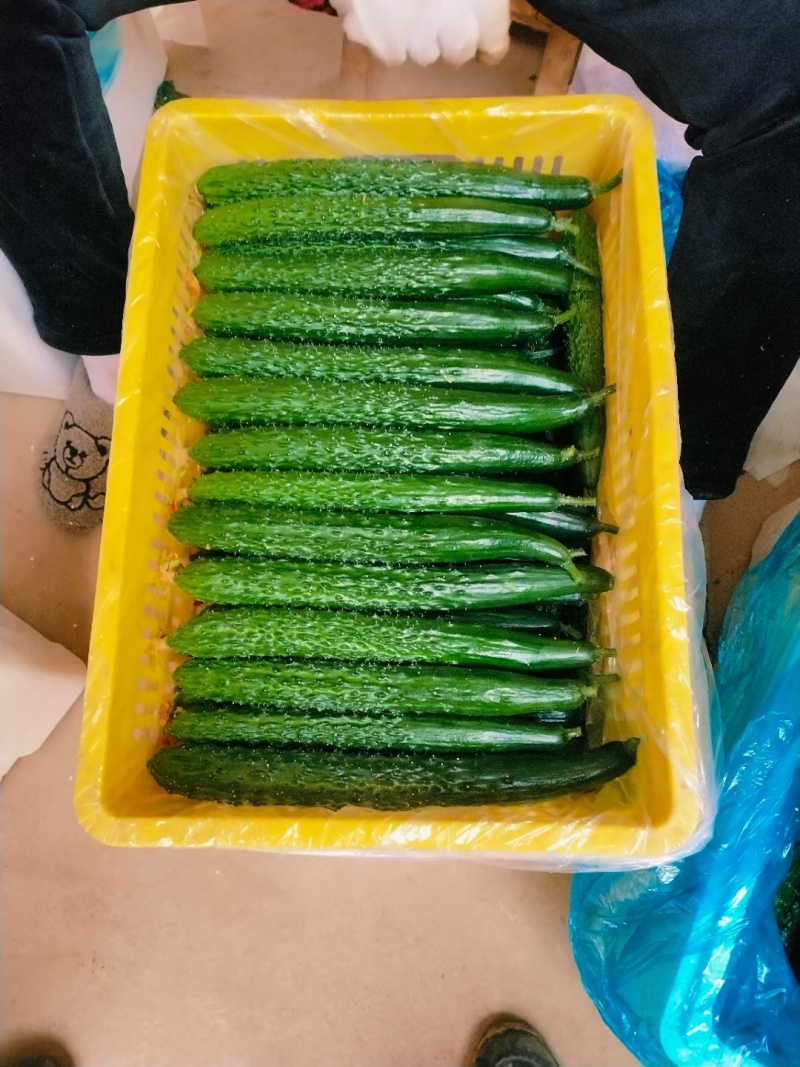大荔黄瓜