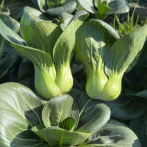 苏州青，太湖菜面积:1000亩自己大量上市