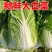 湖南长的黄心大白菜产地一手货源量大从优欢迎致电