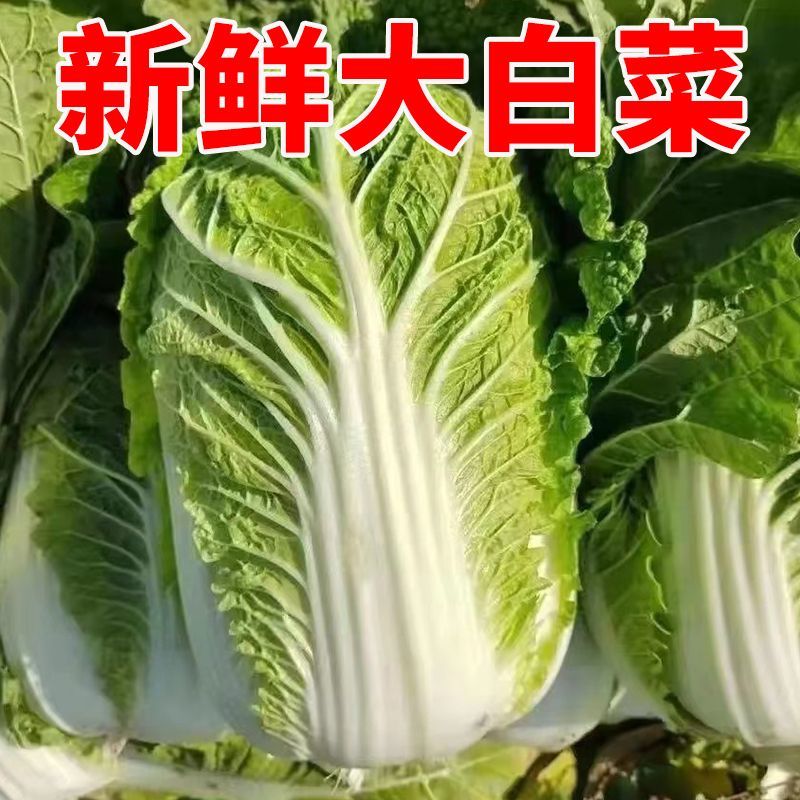 湖南长的黄心大白菜产地一手货源量大从优欢迎致电