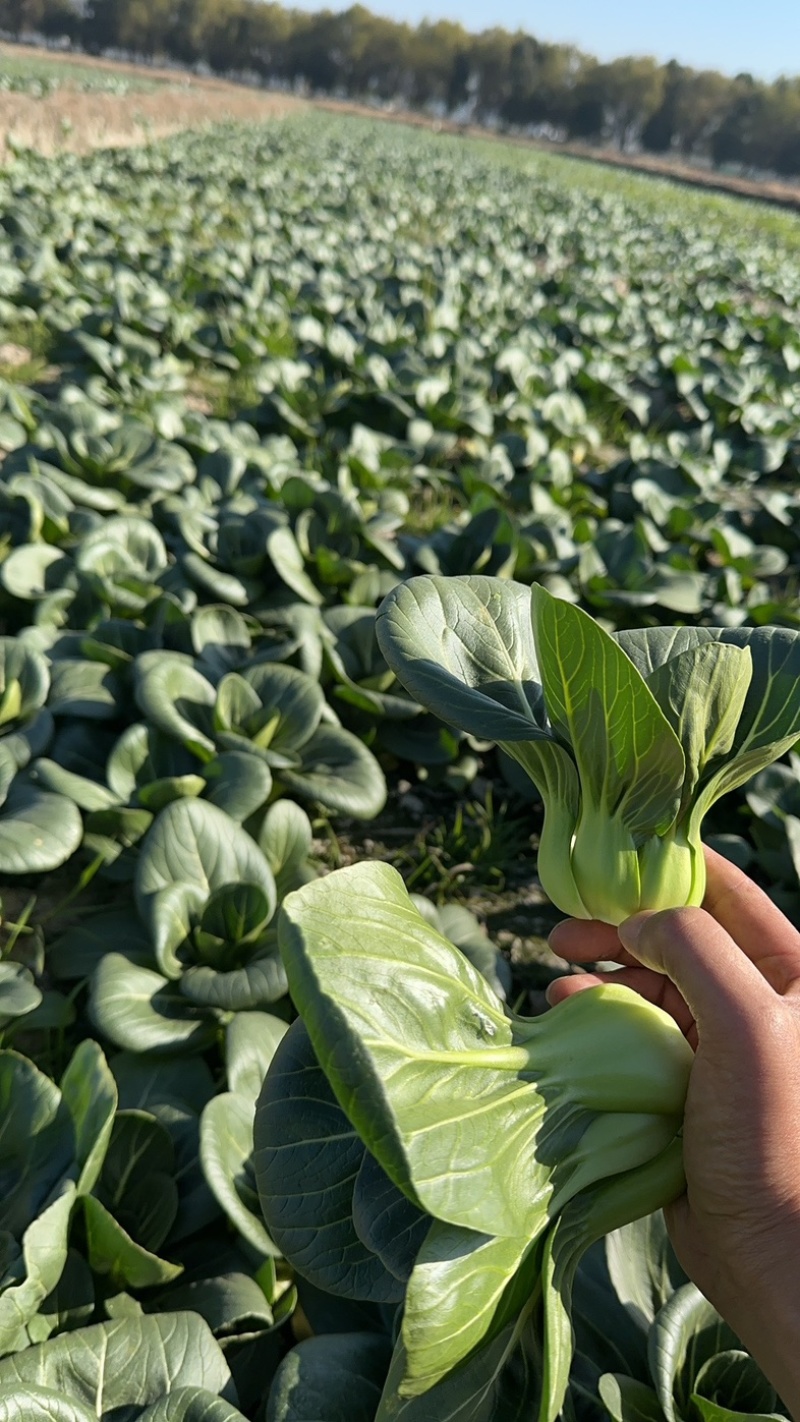 苏州青，太湖菜面积:1000亩自己大量上市