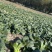 苏州青，太湖菜面积:1000亩自己大量上市