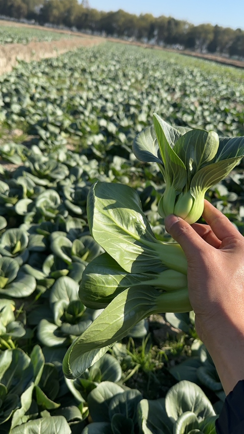 苏州青，太湖菜面积:1000亩自己大量上市