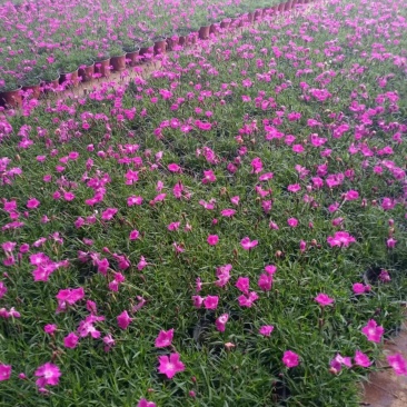 欧石竹穴盘苗，花期三百天