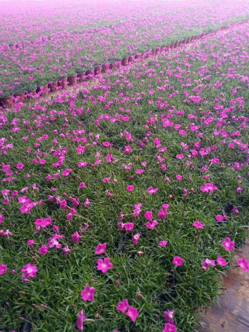 欧石竹穴盘苗，花期三百天
