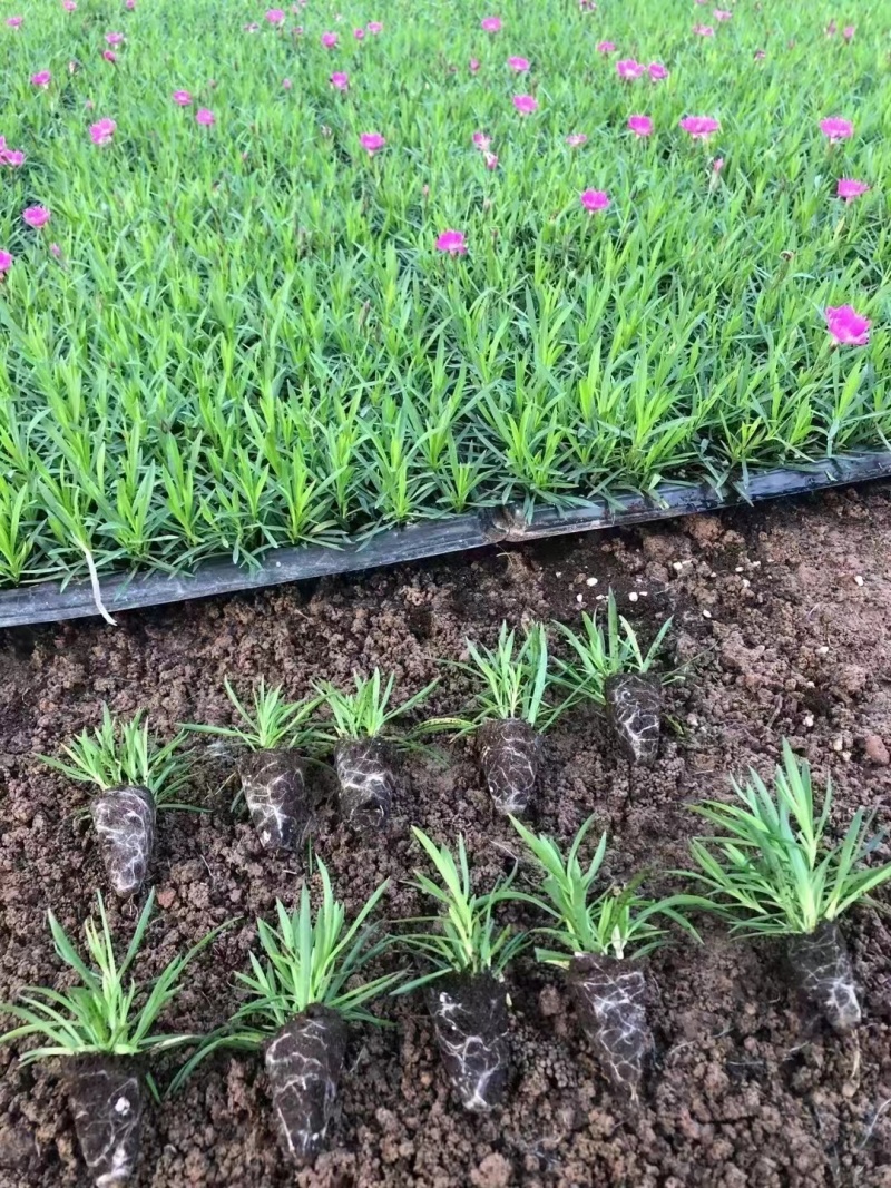欧石竹穴盘苗，花期三百天