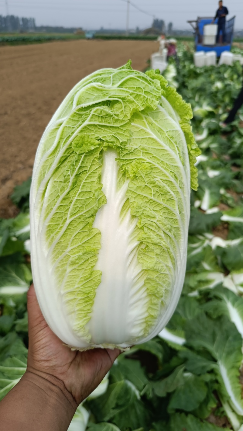矮棵黄心大白菜大量供应，产地直发，有秋黄秋宝玲珑黄