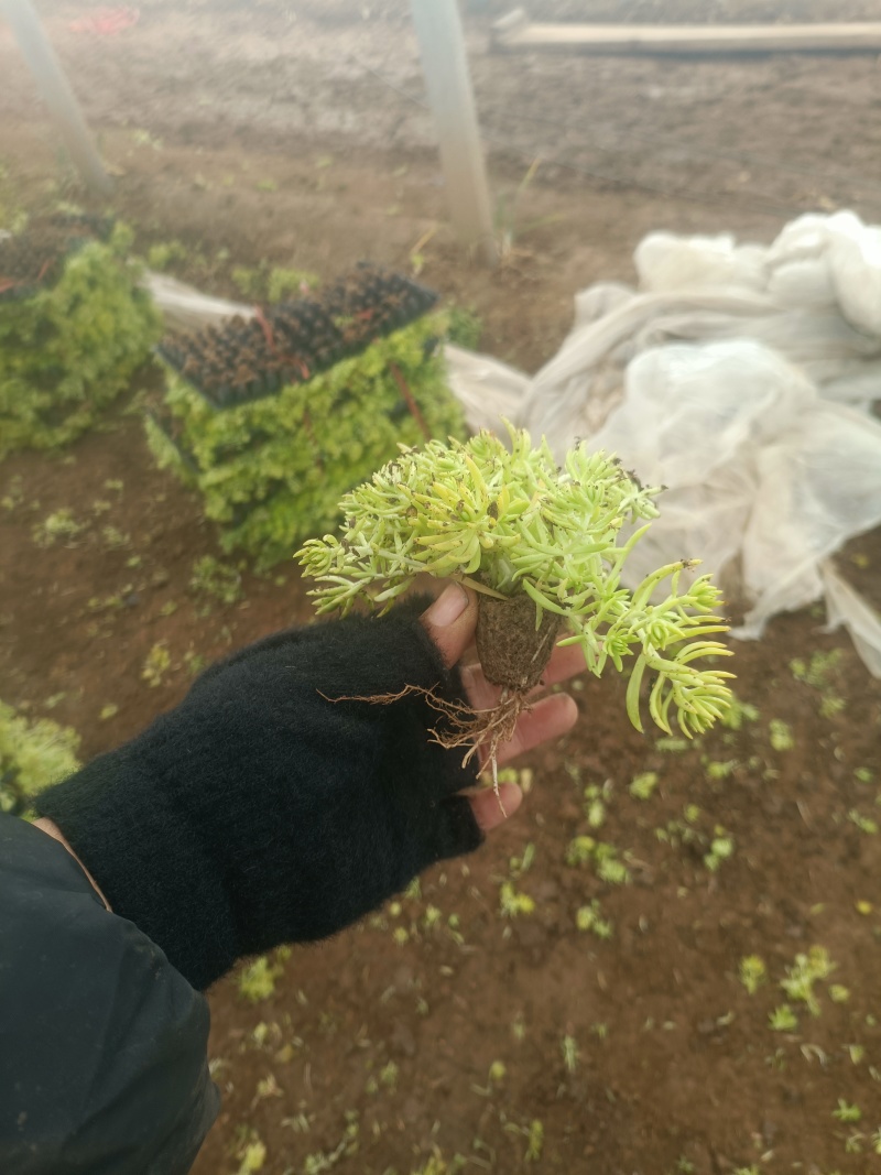 金叶佛甲草穴盘苗
