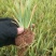 射干