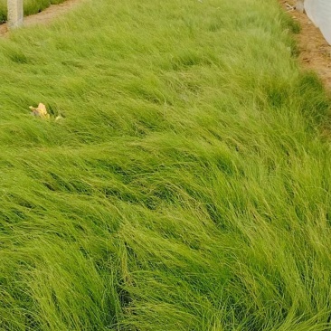 细茎针茅，墨西哥鼠尾草