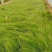 细茎针茅，墨西哥鼠尾草