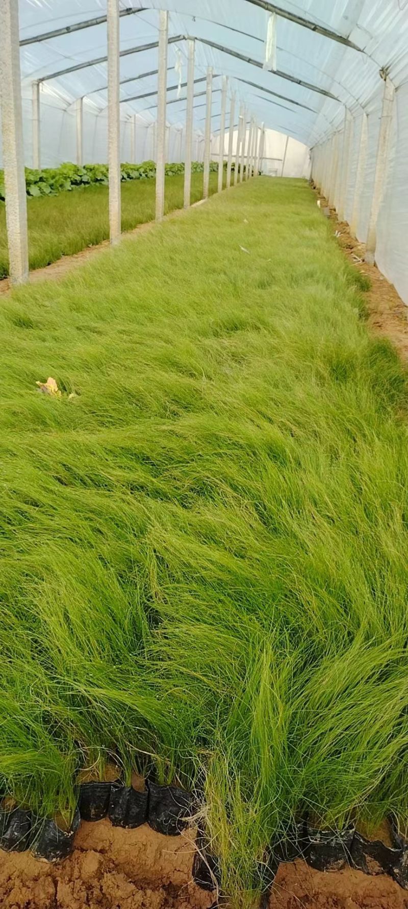 细茎针茅，墨西哥鼠尾草