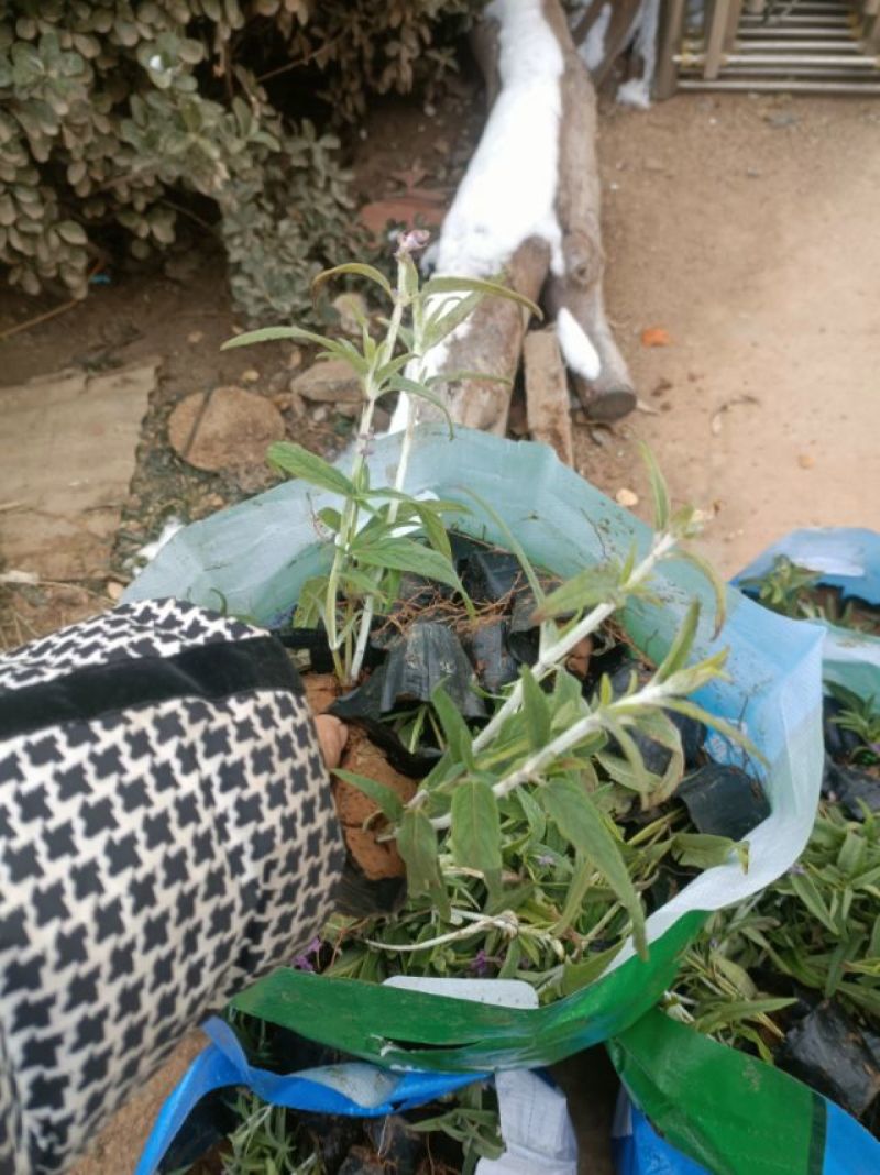 墨西哥鼠尾草