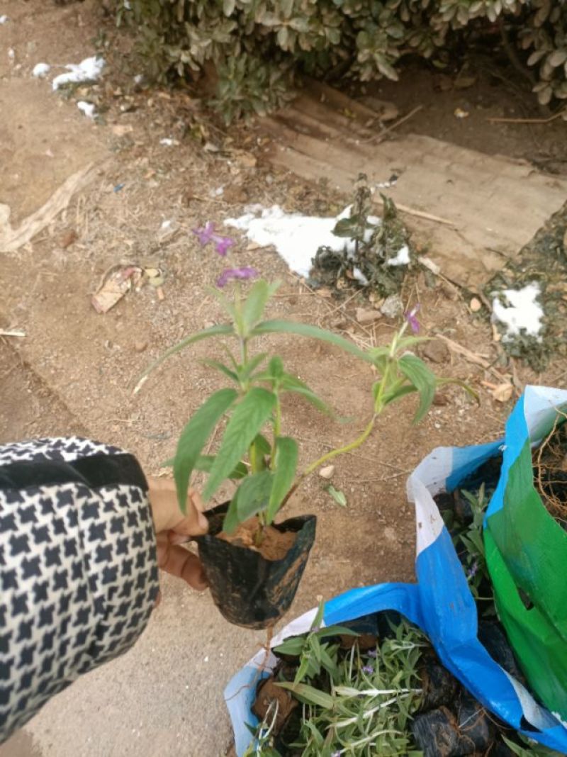 墨西哥鼠尾草