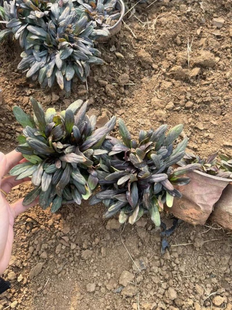 筋骨草