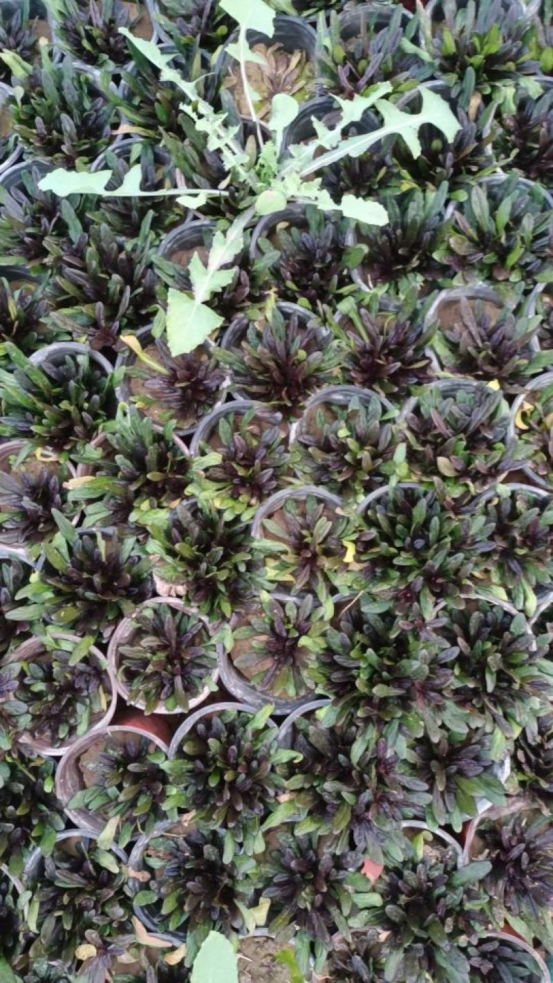 筋骨草