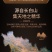 厂家批发东北特产干人参礼盒装优质整枝原皮