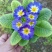 报春花
