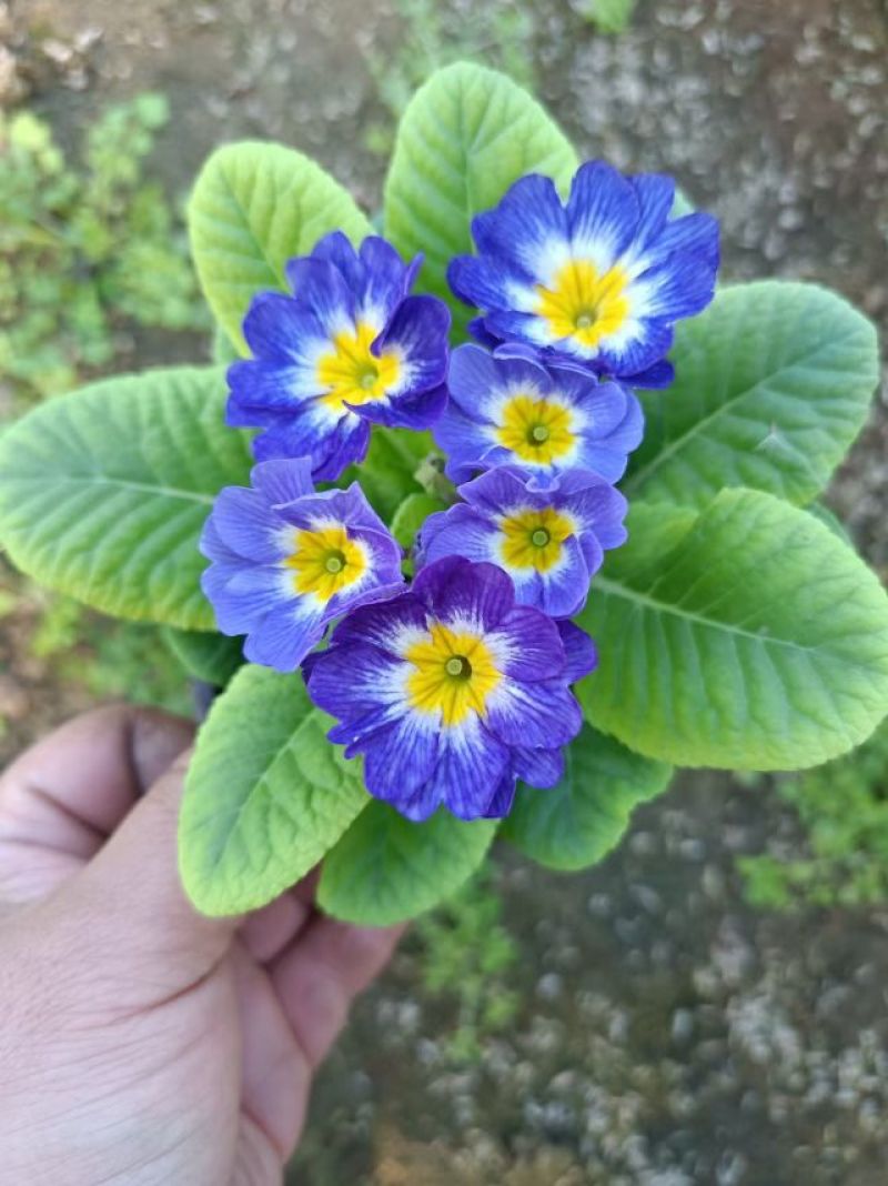 报春花