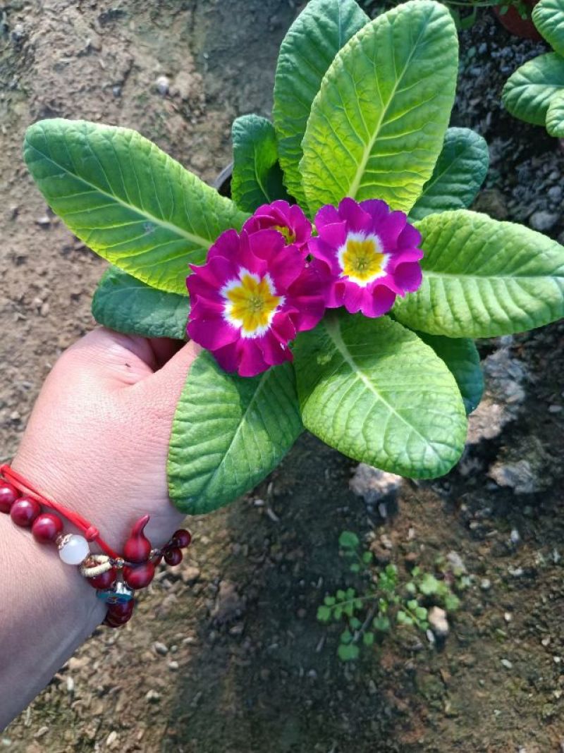 报春花