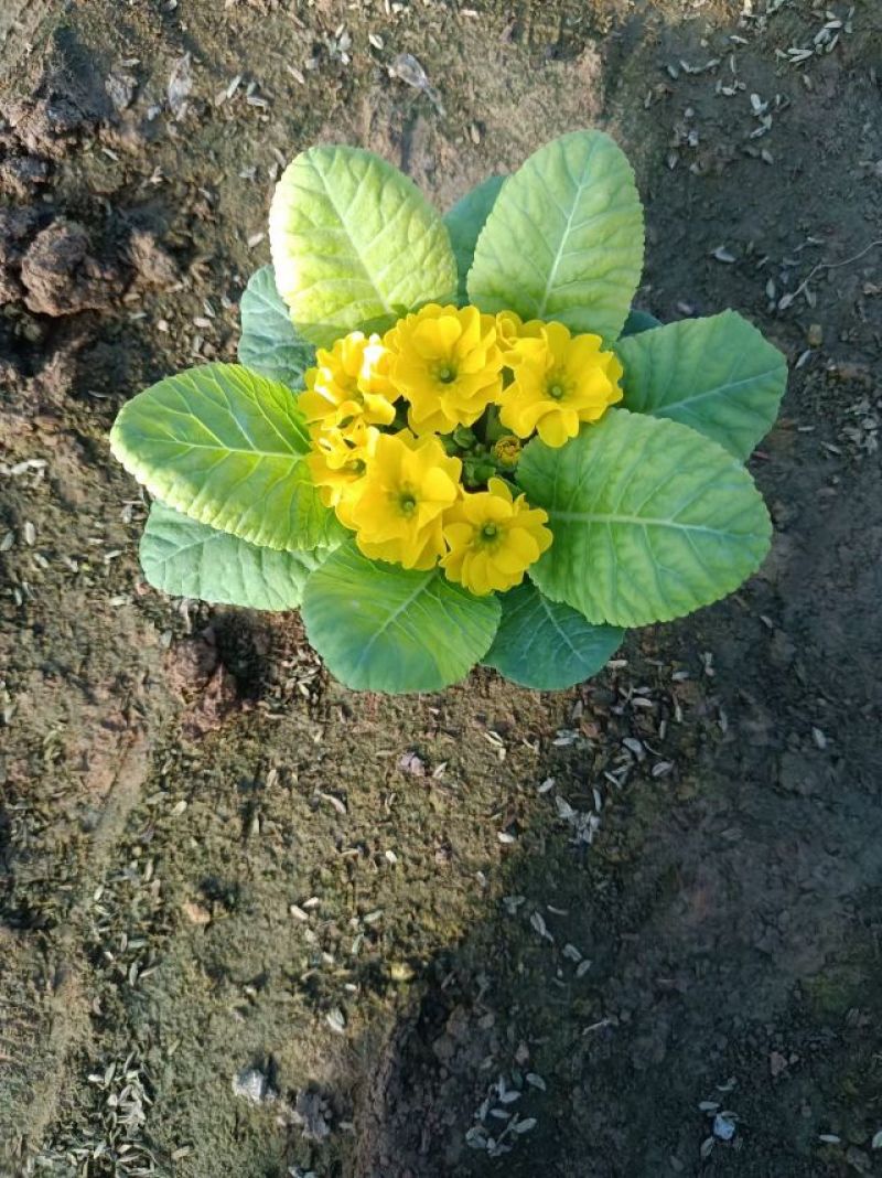 报春花