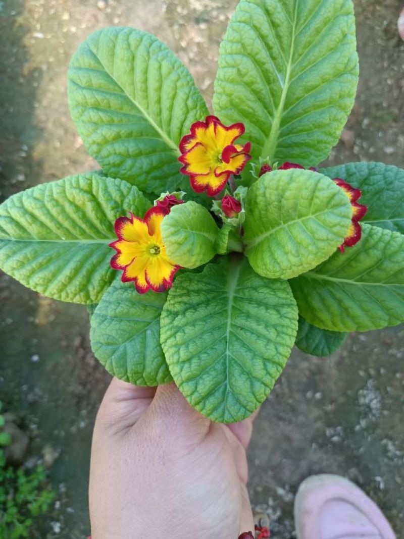 报春花