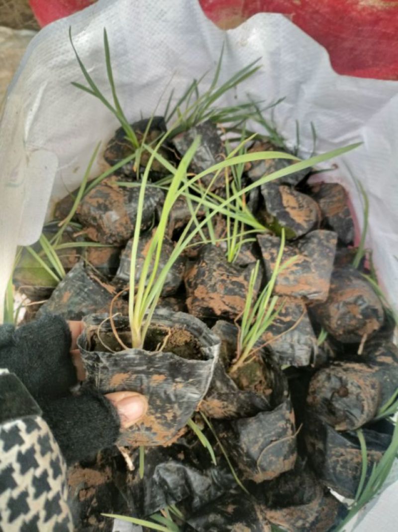 紫娇花