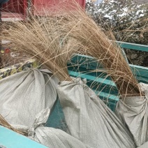 橘红苔草