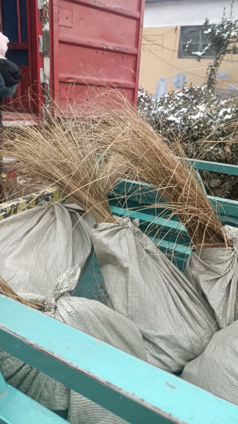 橘红苔草