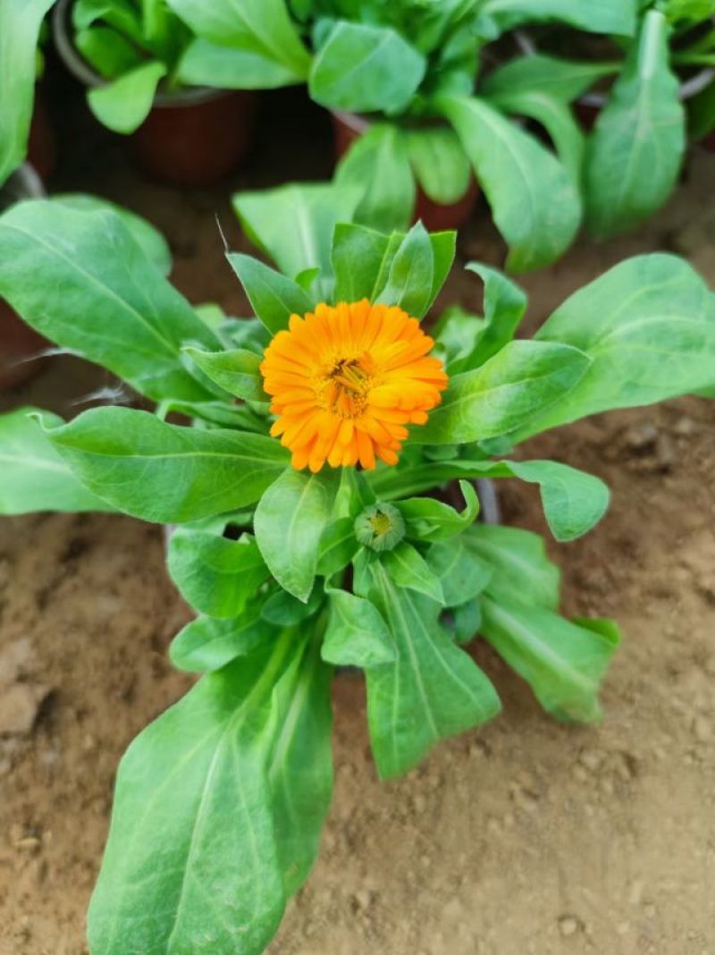 金盏菊