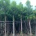 水翁
