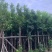 水翁