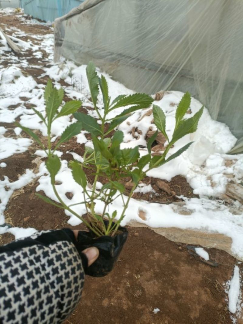 马鞭草