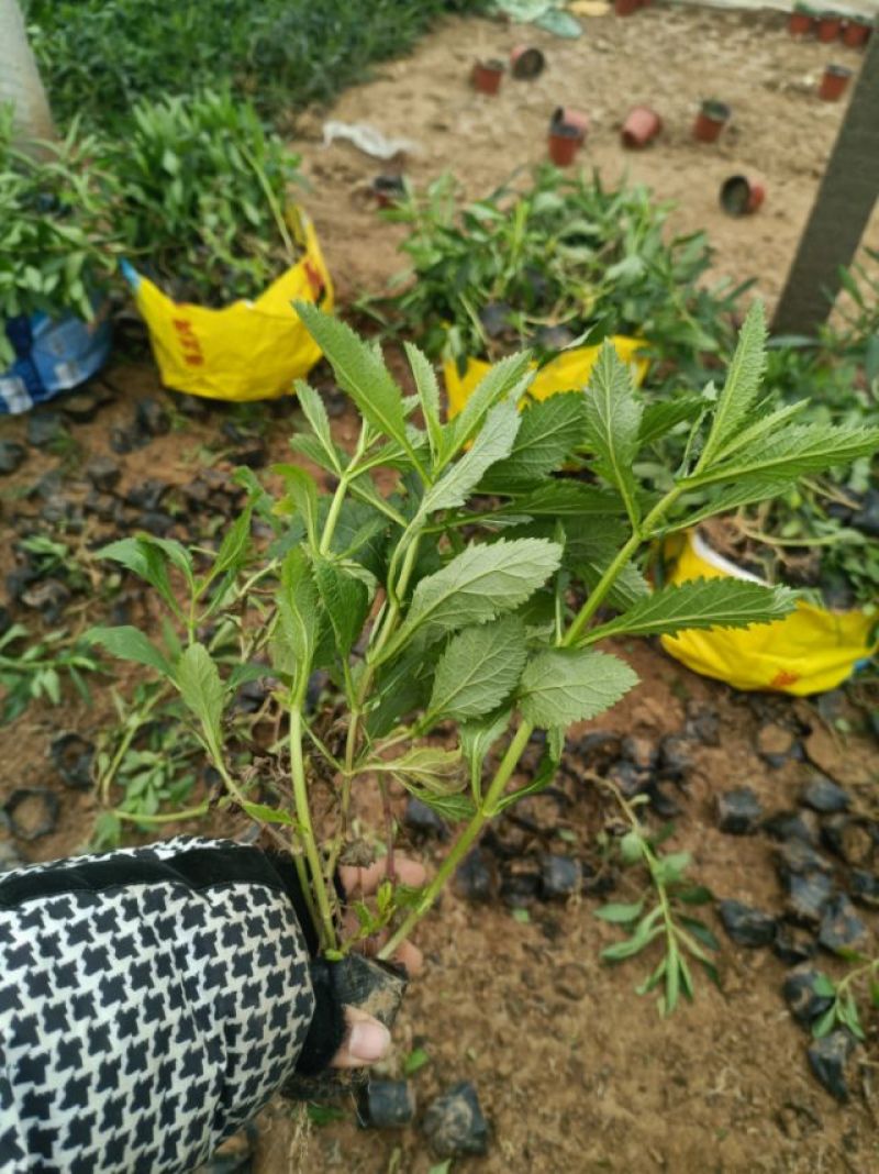 马鞭草