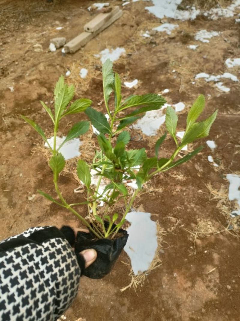 马鞭草