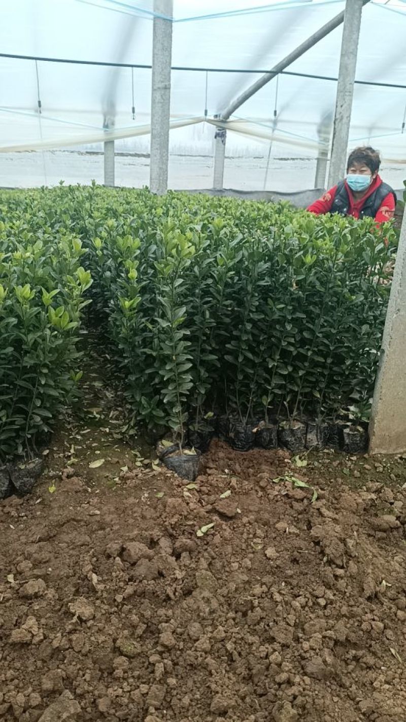 大叶黄杨杯苗
